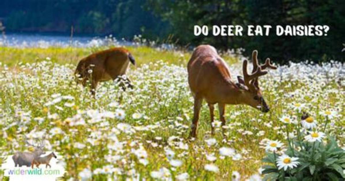 Do Deer Eat Daisies?