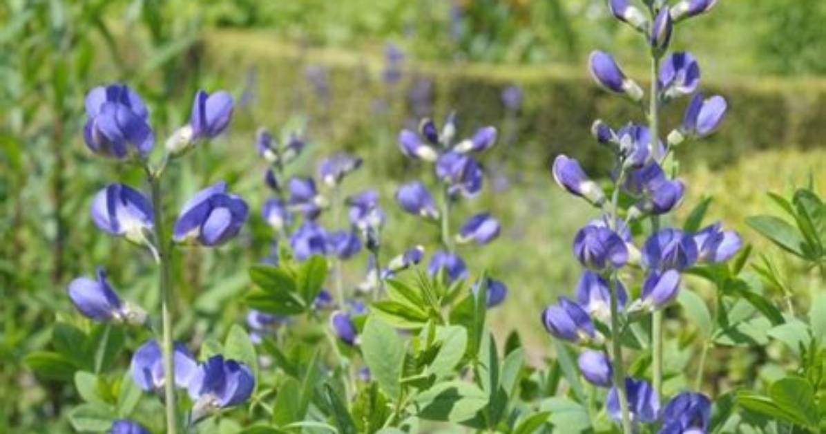 Do Deer Eat False Indigo?