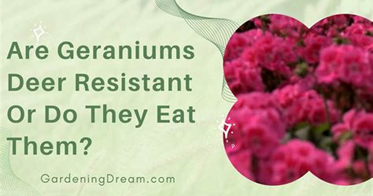 Do Deer Eat Geraniums