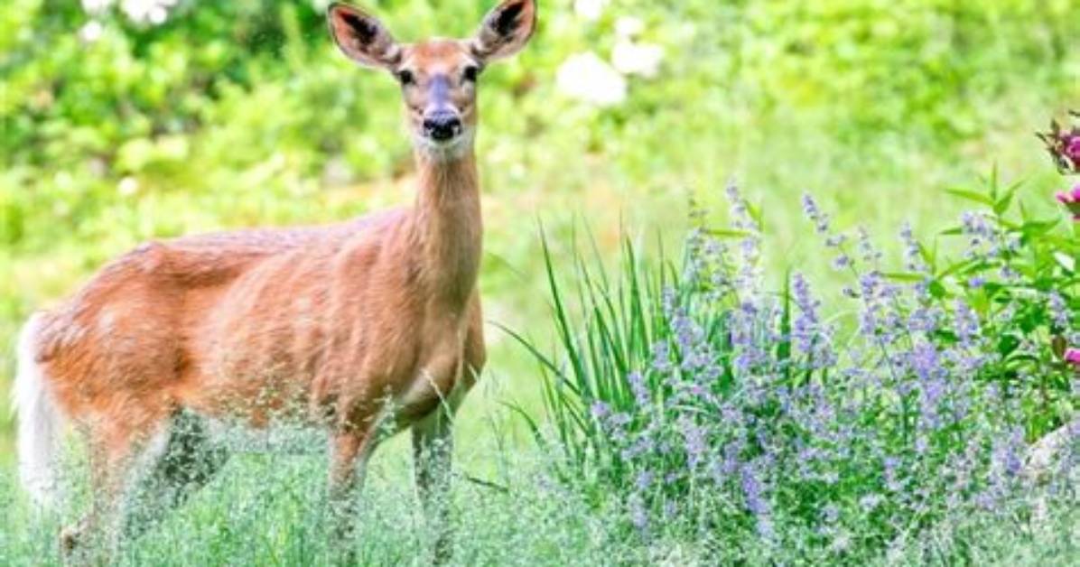 Do Deer Eat Indigo Plants