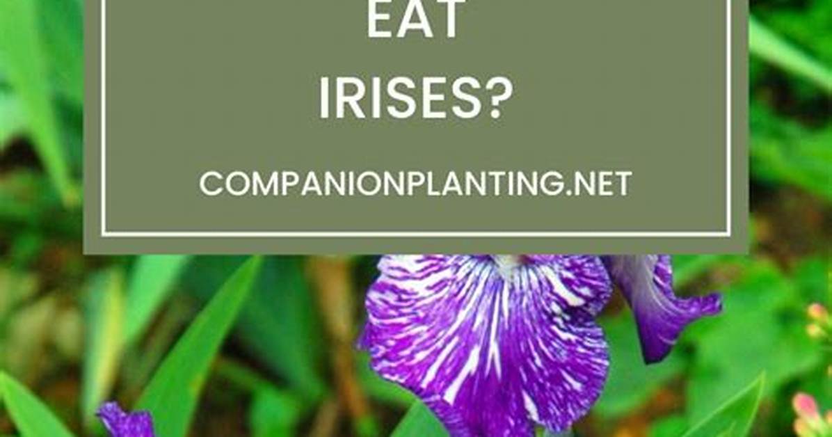 Do Deer Eat Irises?