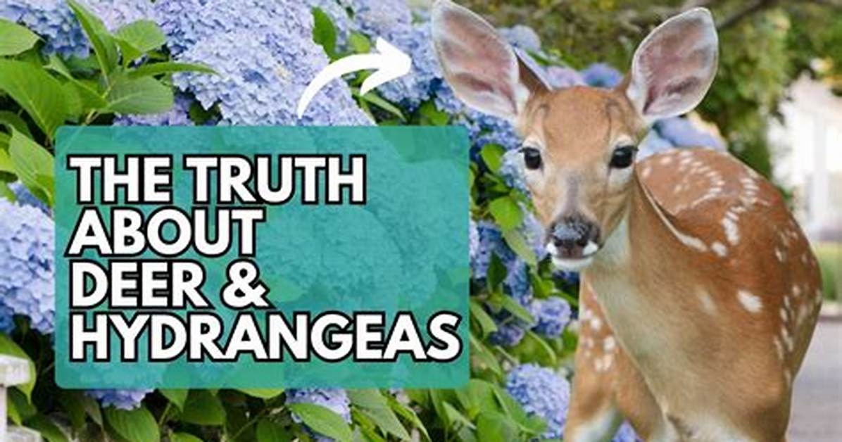 Do Deer Eat Limelight?
