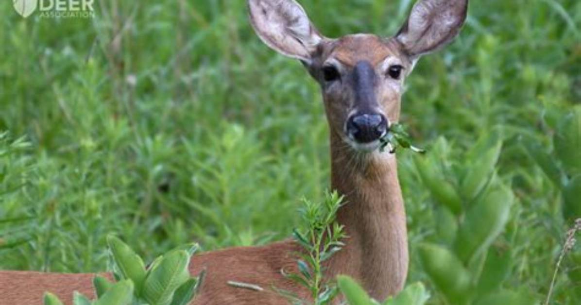 Do Deer Eat Malva?
