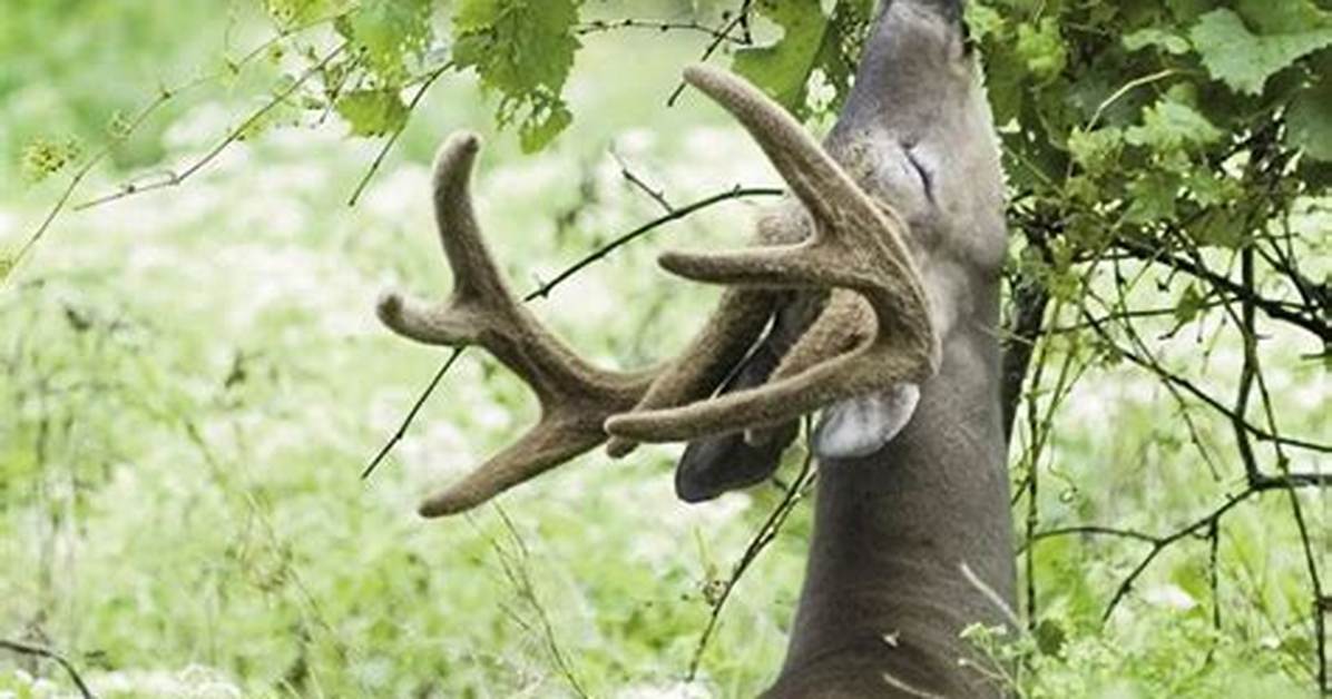 Do Deer Eat Oak Trees