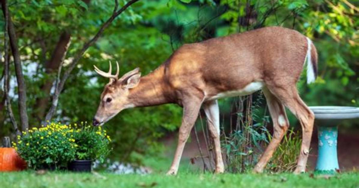 Do Deer Eat Polygala?
