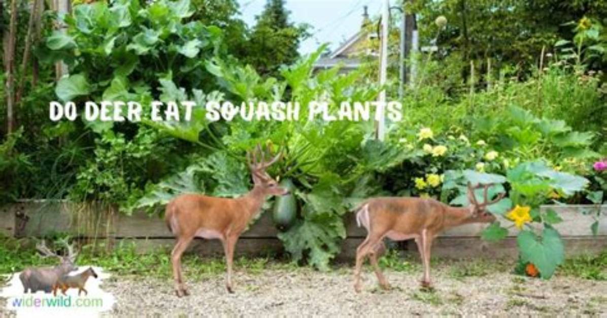 Do Deer Eat Squash Plants?