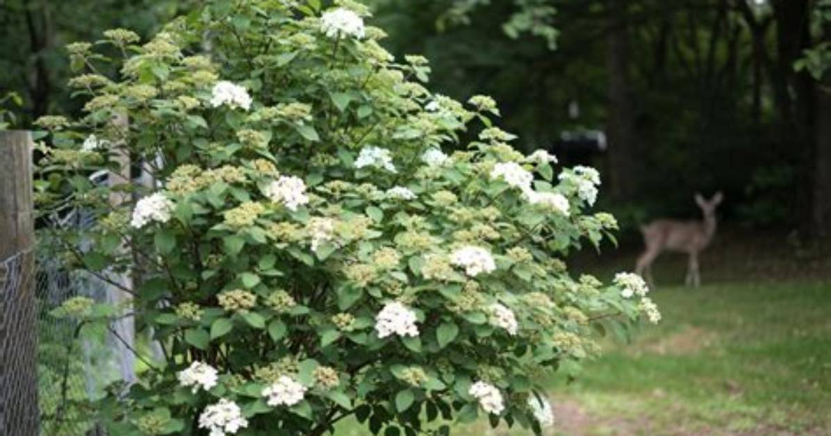 Do Deer Eat Viburnum Opulus?