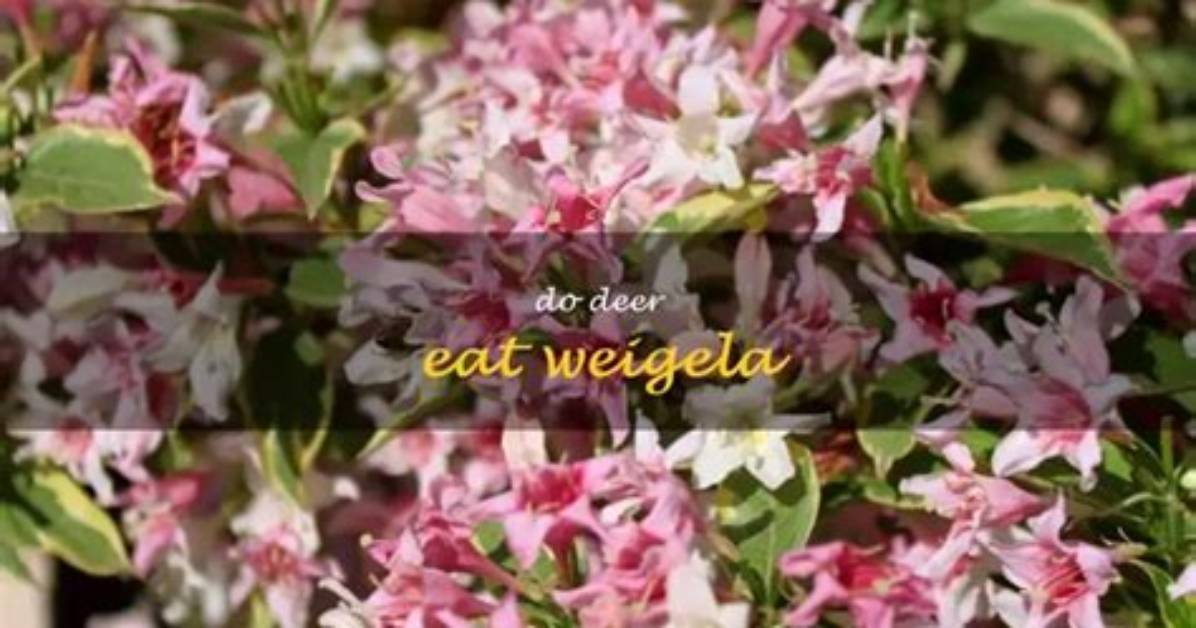 Do Deer Eat Weigela?
