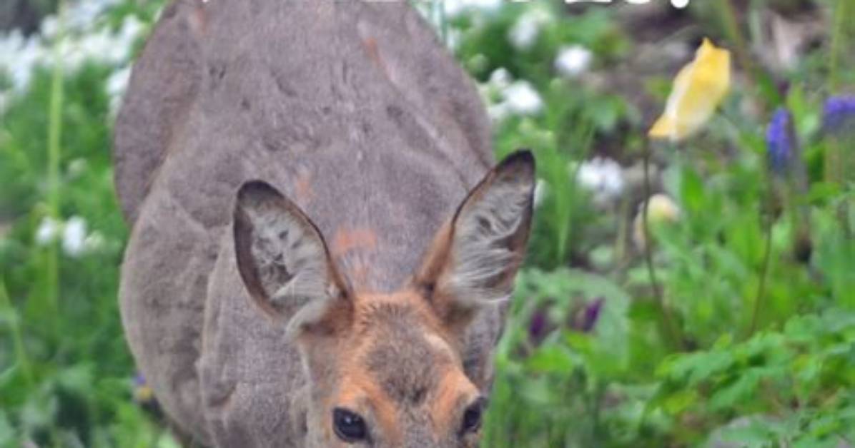 Do Deer Eat Windflowers?