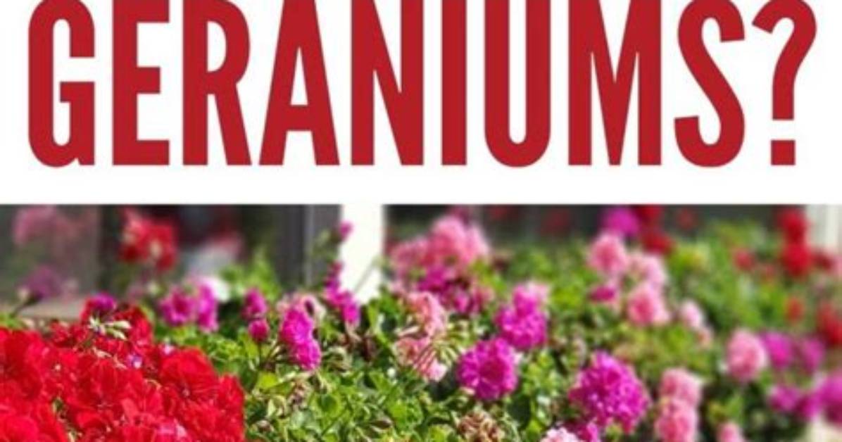 Do Deer Eat Zonal Geraniums?