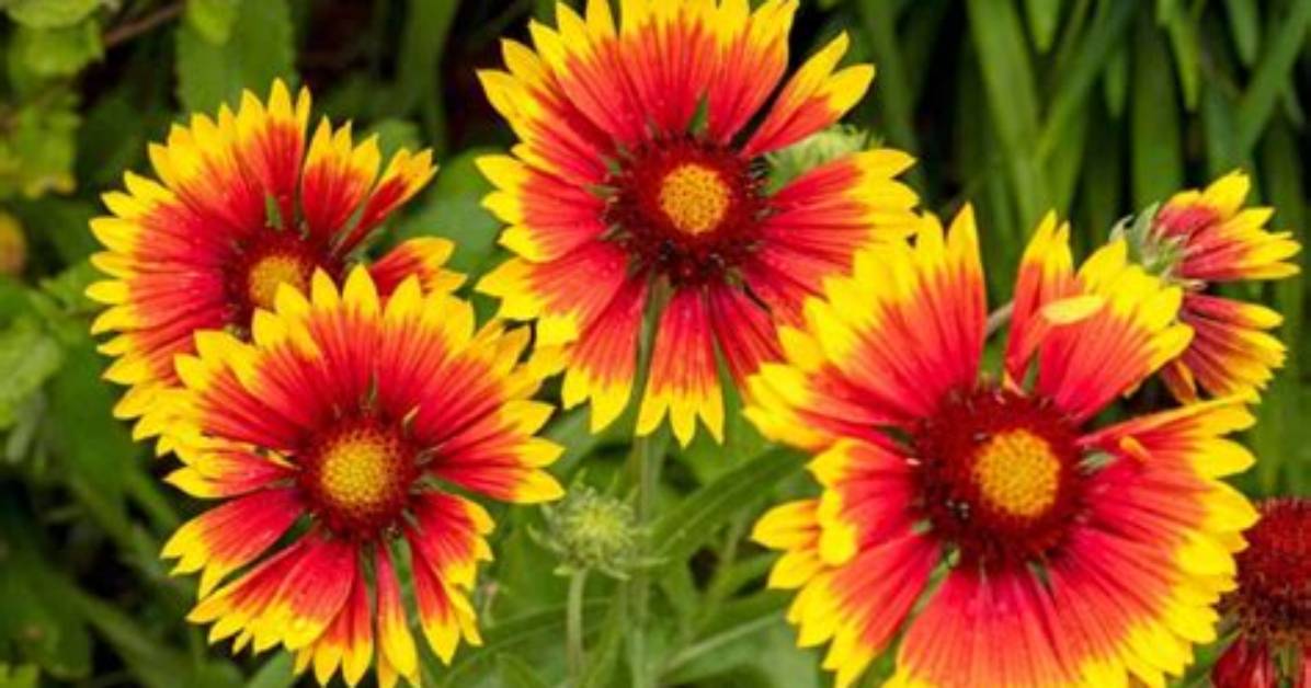 Do Deer Like Blanket Flowers?
