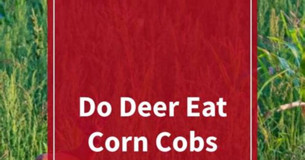 Do Deer Like Corn Cobs?