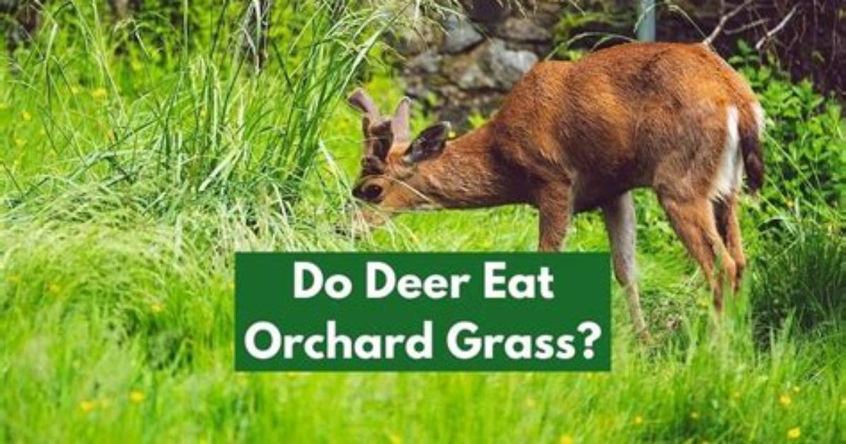 Do Deer Like Grass?