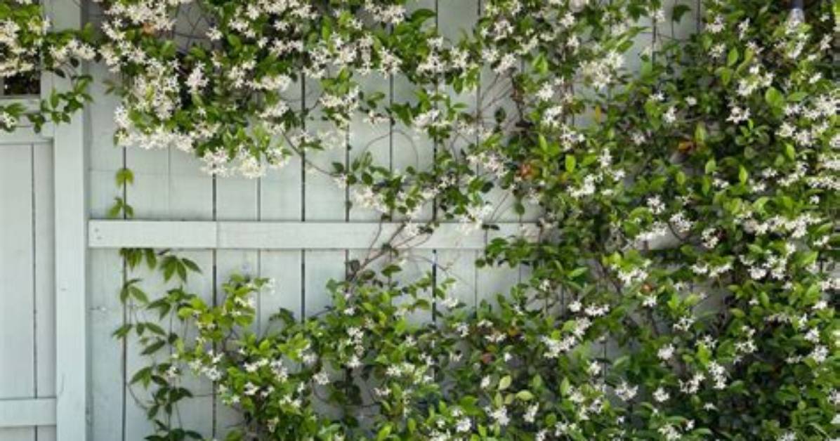 Do Deer Like Star Jasmine?