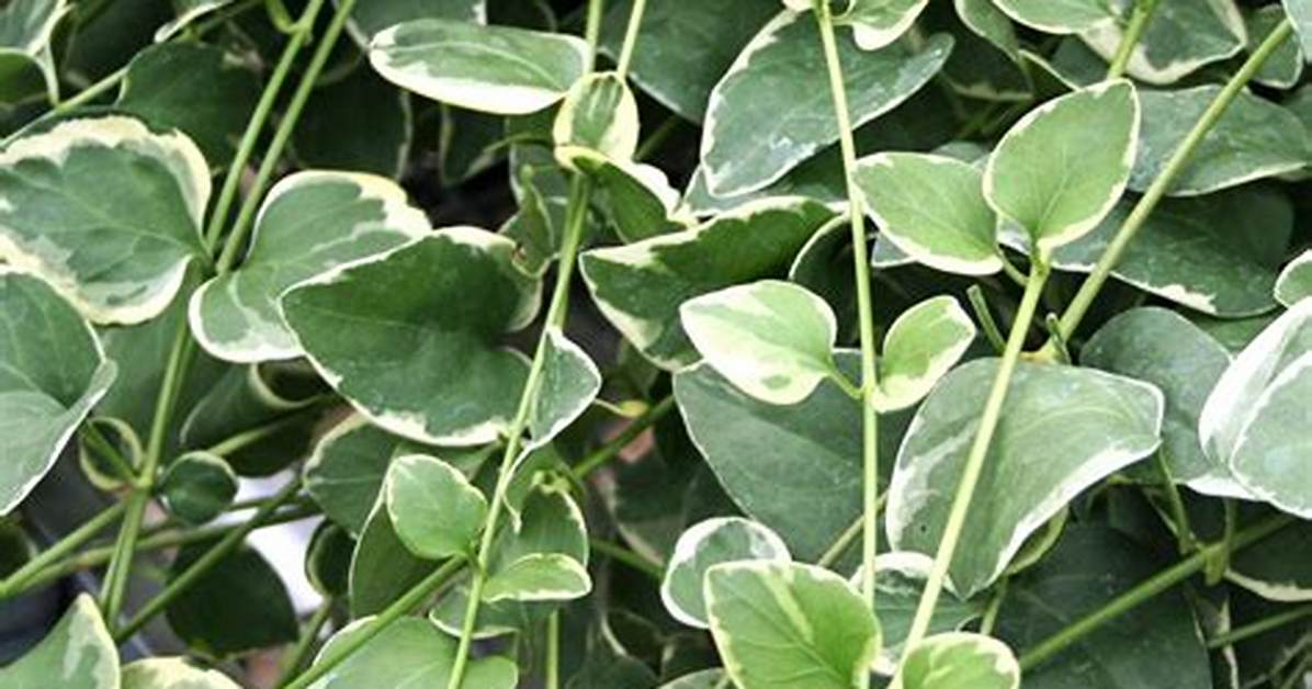 Do Deer Like Vinca Vines