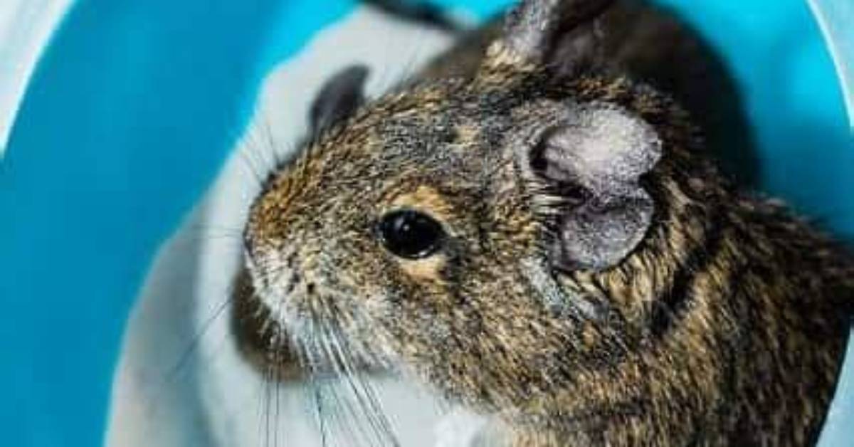 Do Degus Need Dust Baths?