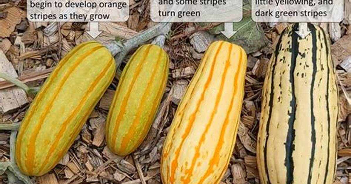 Do Delicata Squash Go Bad
