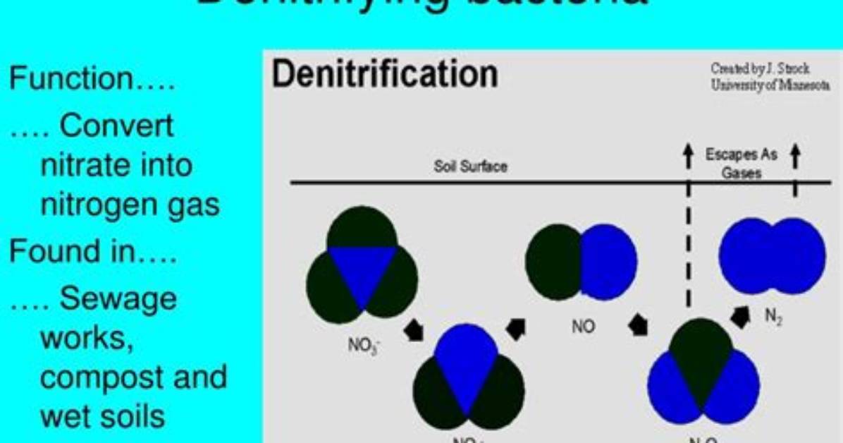 Do Denitrifying Bacteria Need Oxygen?
