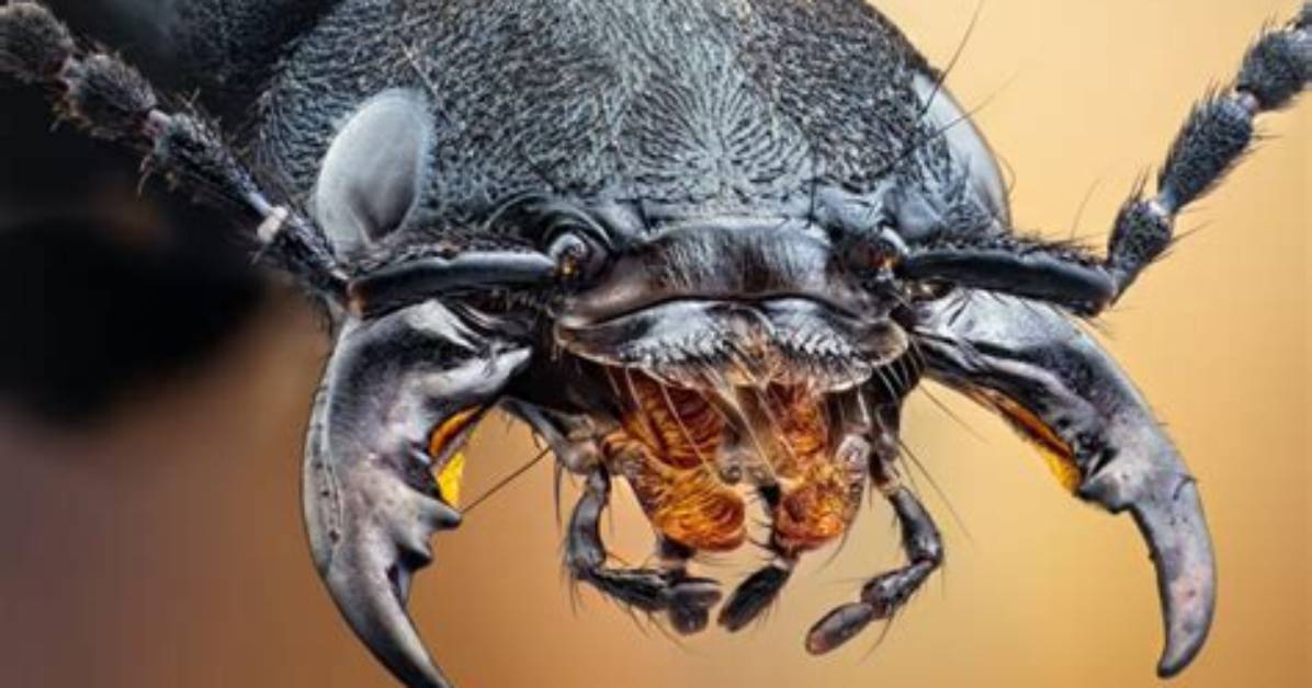 Do Devils Coach Horse Beetle Bite?