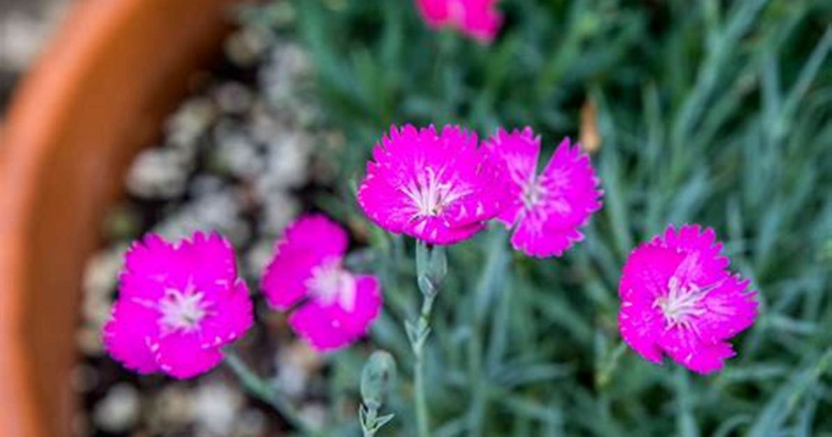 Do Dianthus Plants Come Back Every Year?