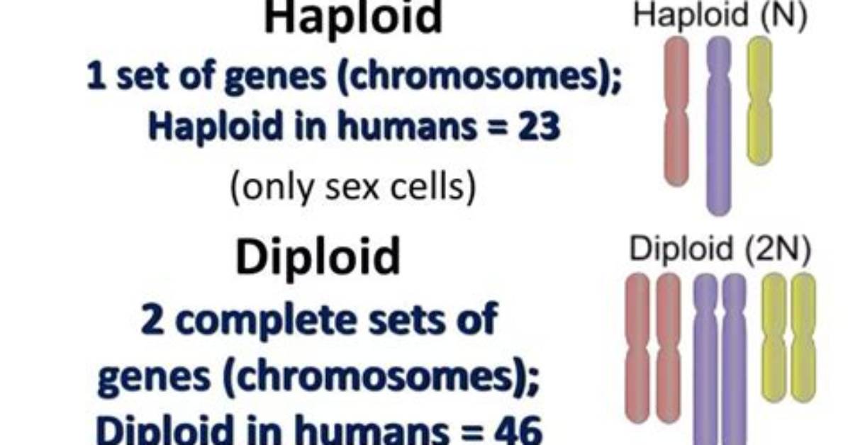 Do Diploids Contain Chromosomes?