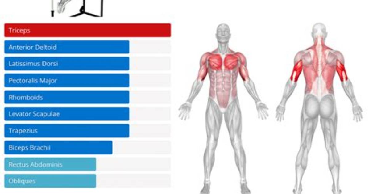 Do Dips Build Big Shoulders?