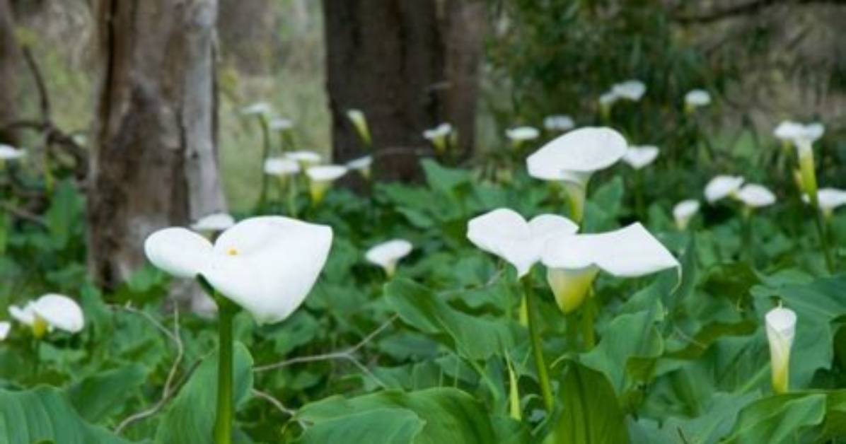 Do Ditch Lilies Spread