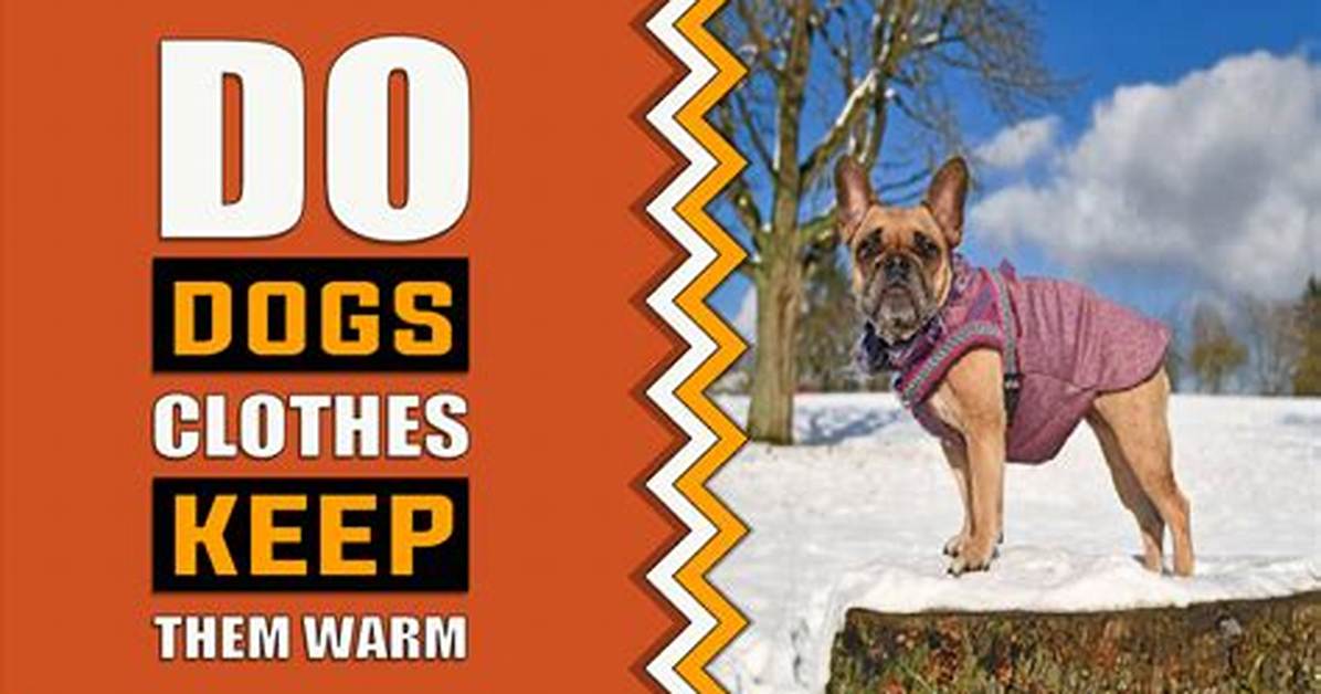 Do Dog Coats Keep Them Warm