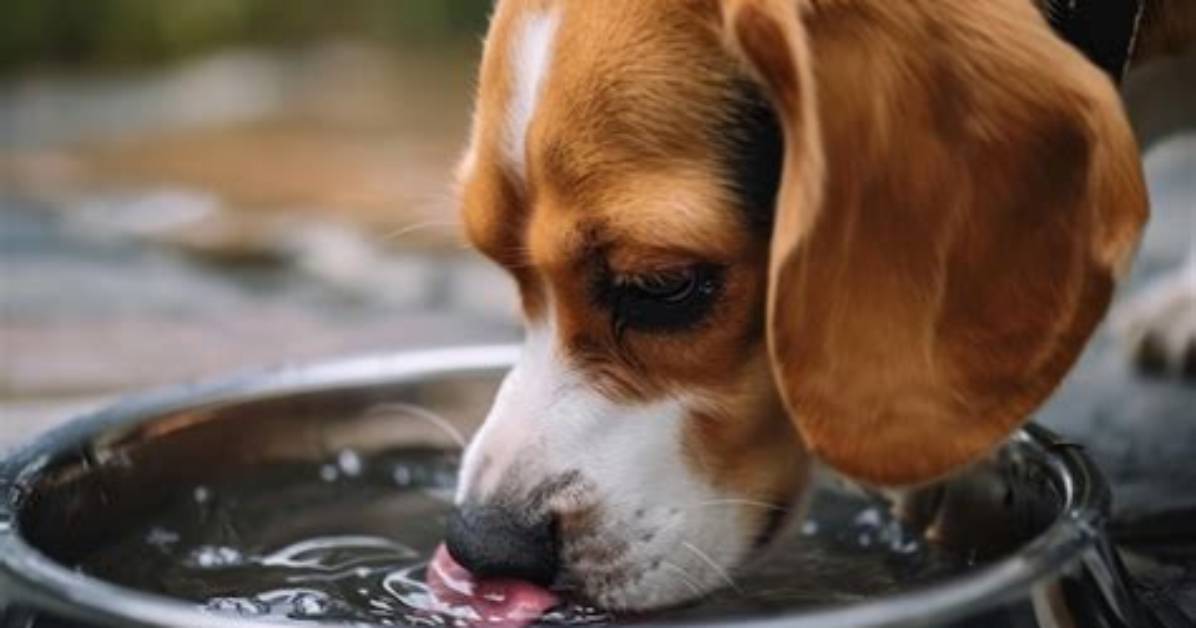 Do Dog Lap Water?