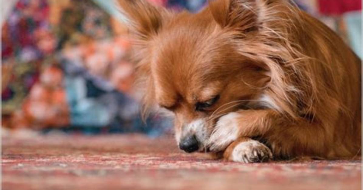 Do Dog Utters Go Away?