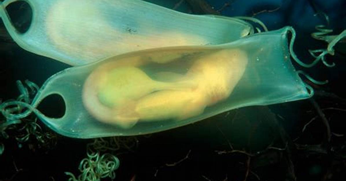 Do Dogfish Lay Eggs?