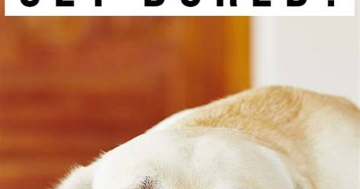 Do Dogs Get Bored?
