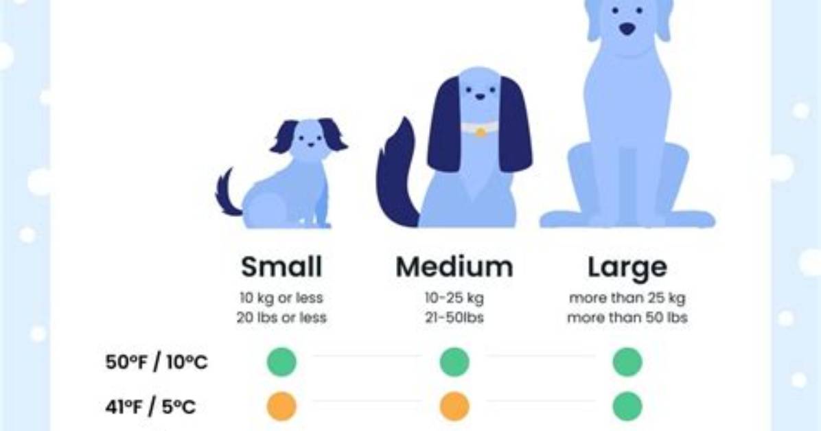 Do Dogs Get Cold?