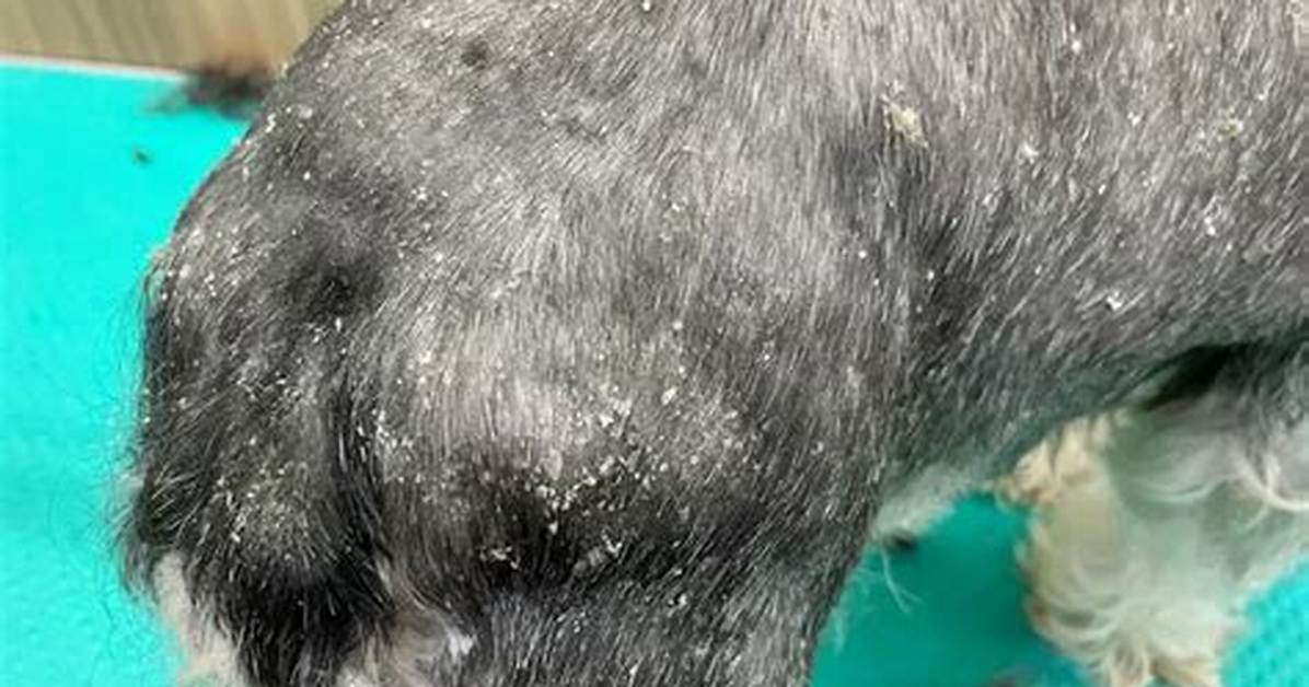 Do Dogs Get Dandruff?
