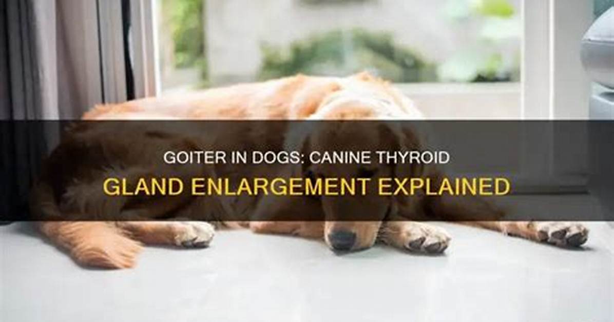 Do Dogs Get Goiters?