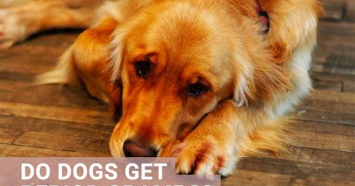 Do Dogs Get Groggy?