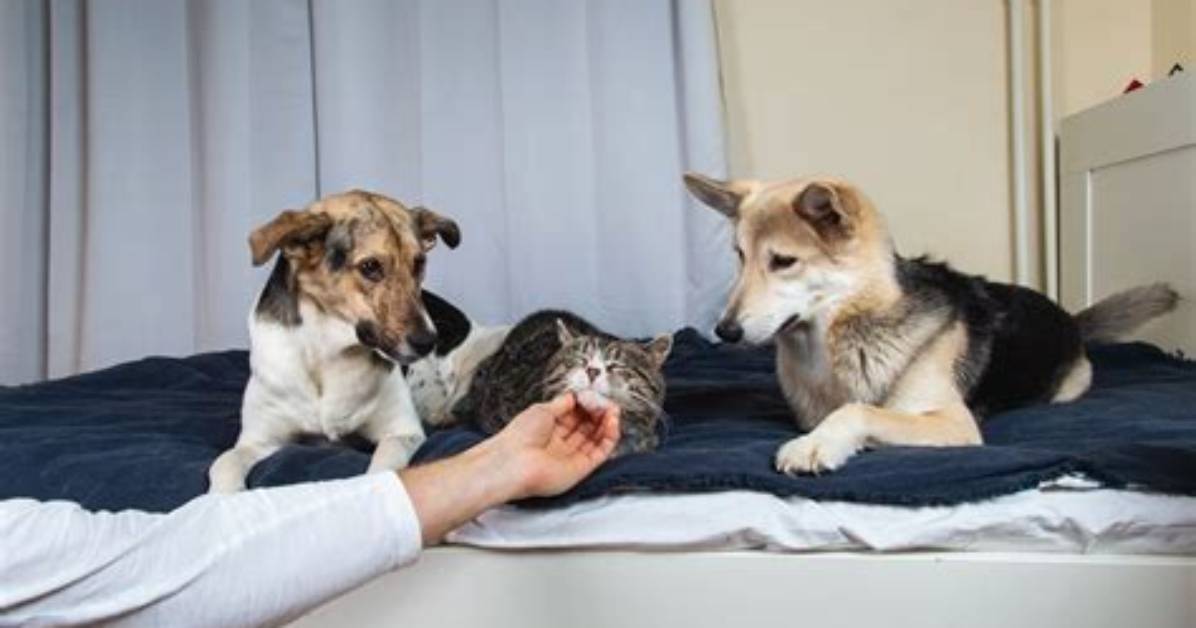 Do Dogs Get Jealous?