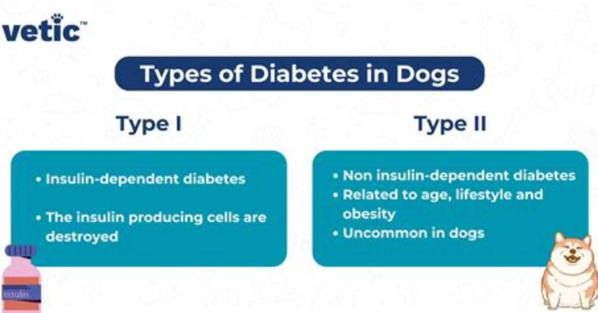 Do Dogs Get Mellitus?