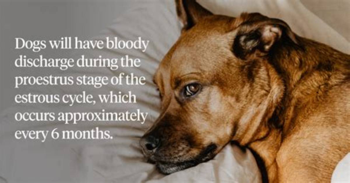 Do Dogs Get Spirochetes?