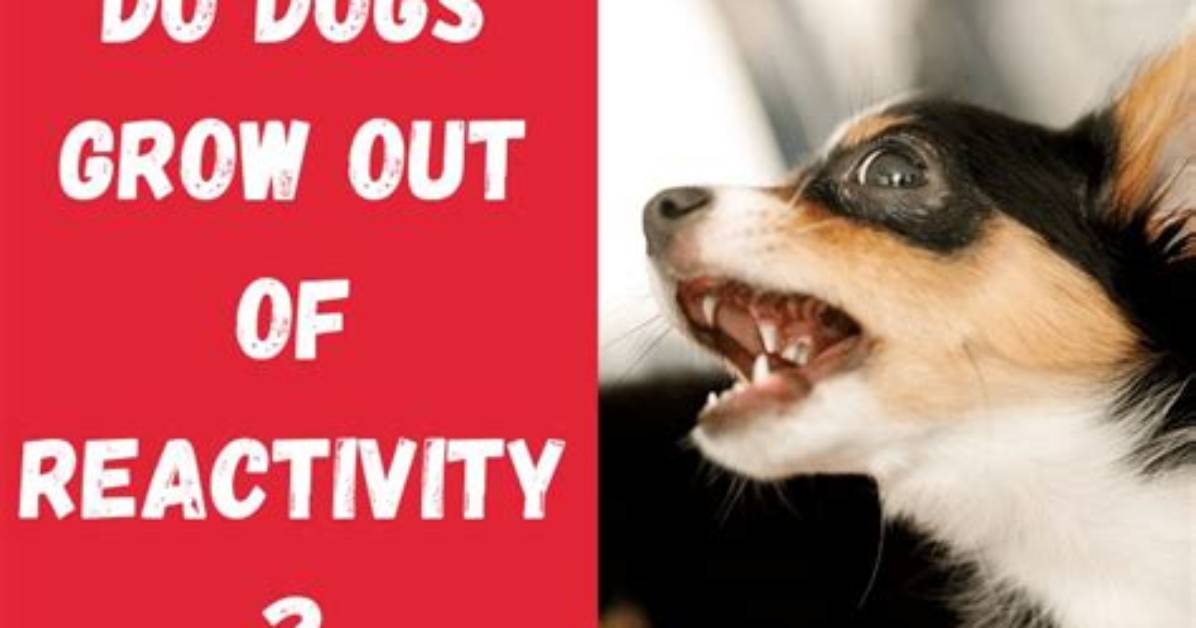Do Dogs Grow out of Fear Aggression