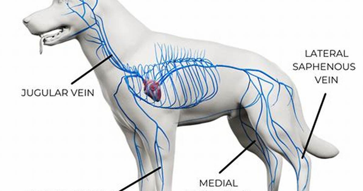 Do Dogs Have a Jugular?