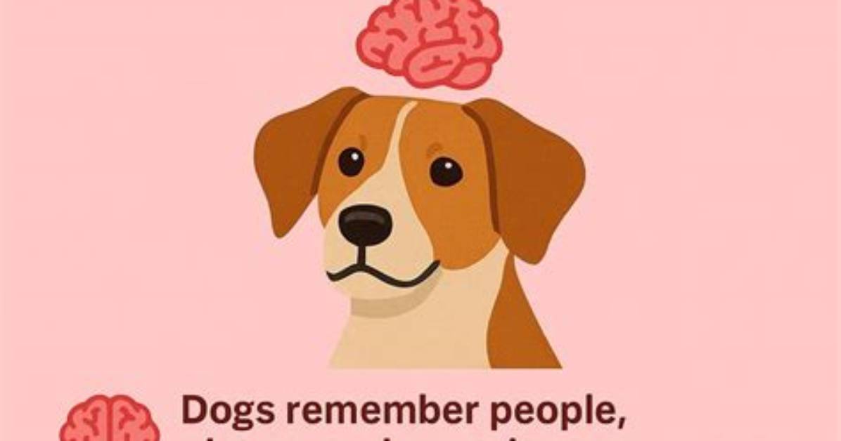 Do Dogs Have Declarative Memory?