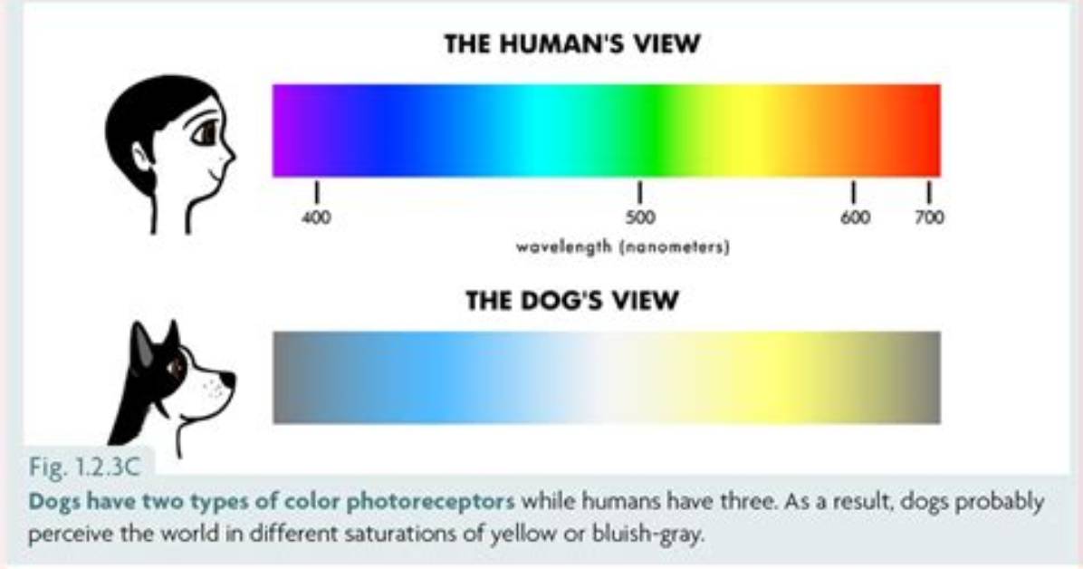 Do Dogs Have Dichromatic Vision?