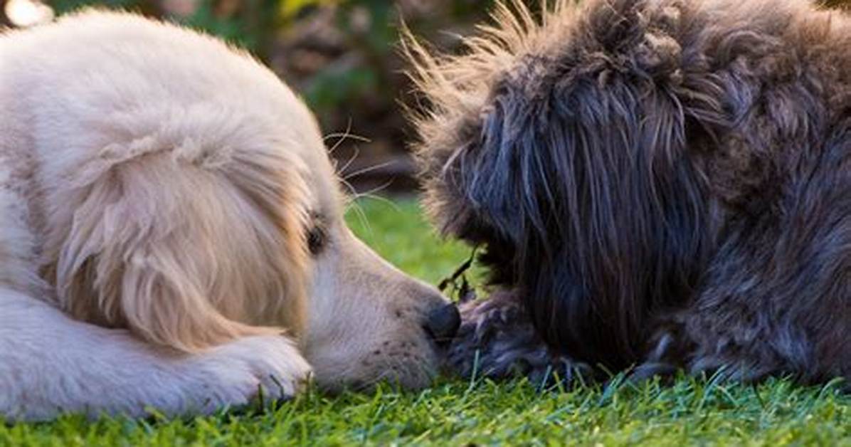 Do Dogs Have Empathy?