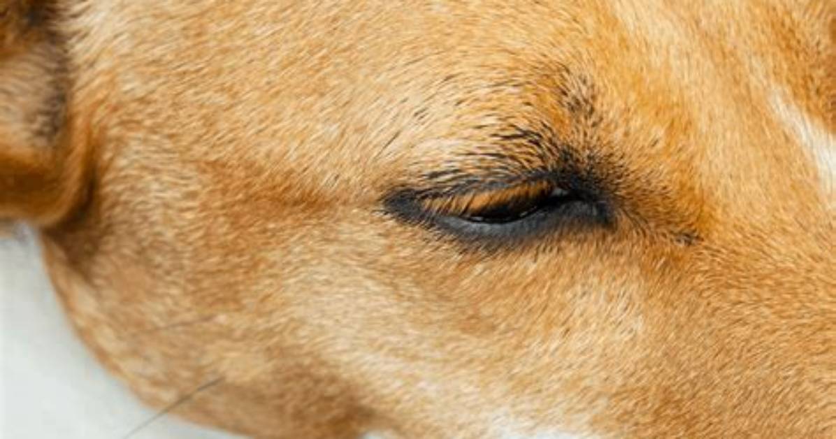 Do Dogs Have Eyelashes?