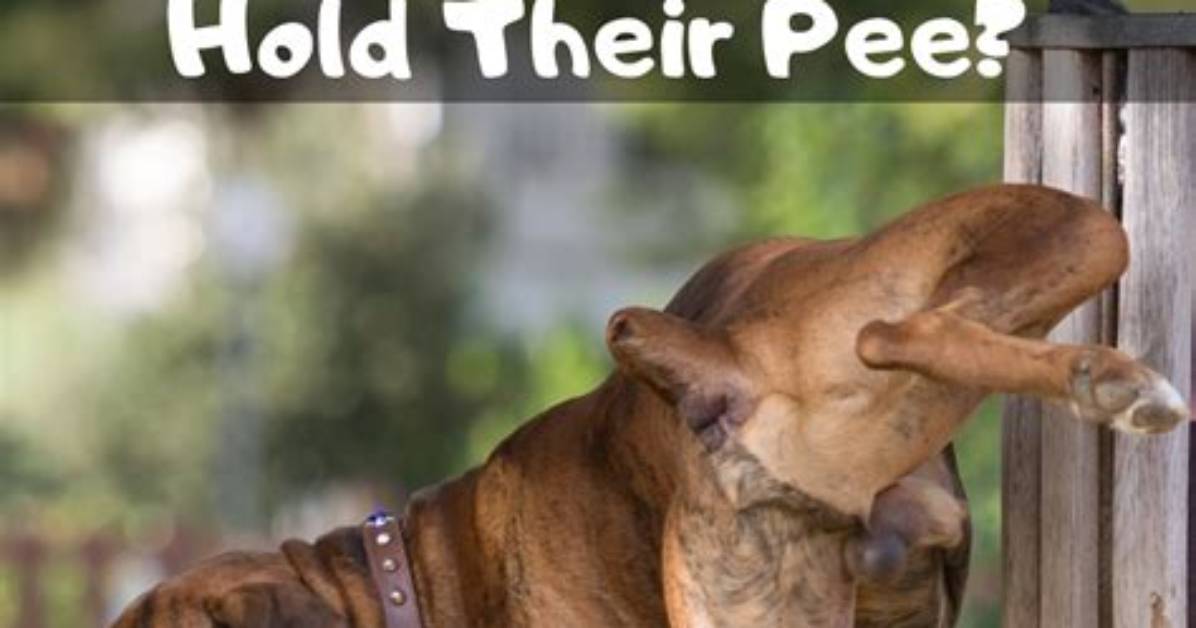Do Dogs Hold Their Pee?