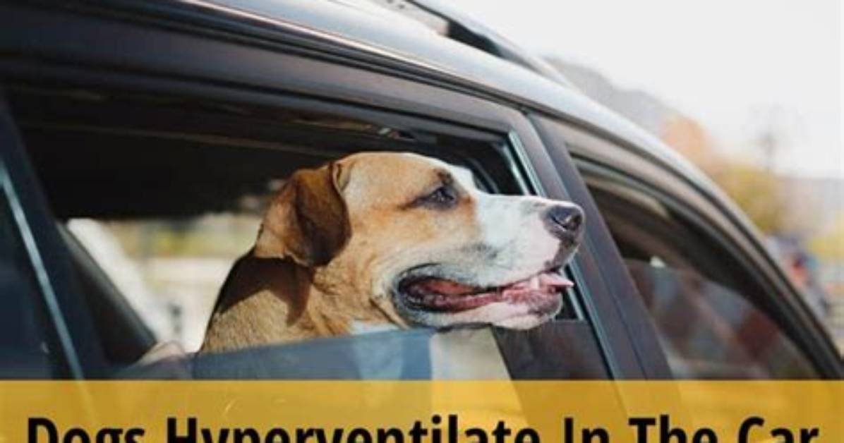 Do Dogs Hyperventilate When They Pant?