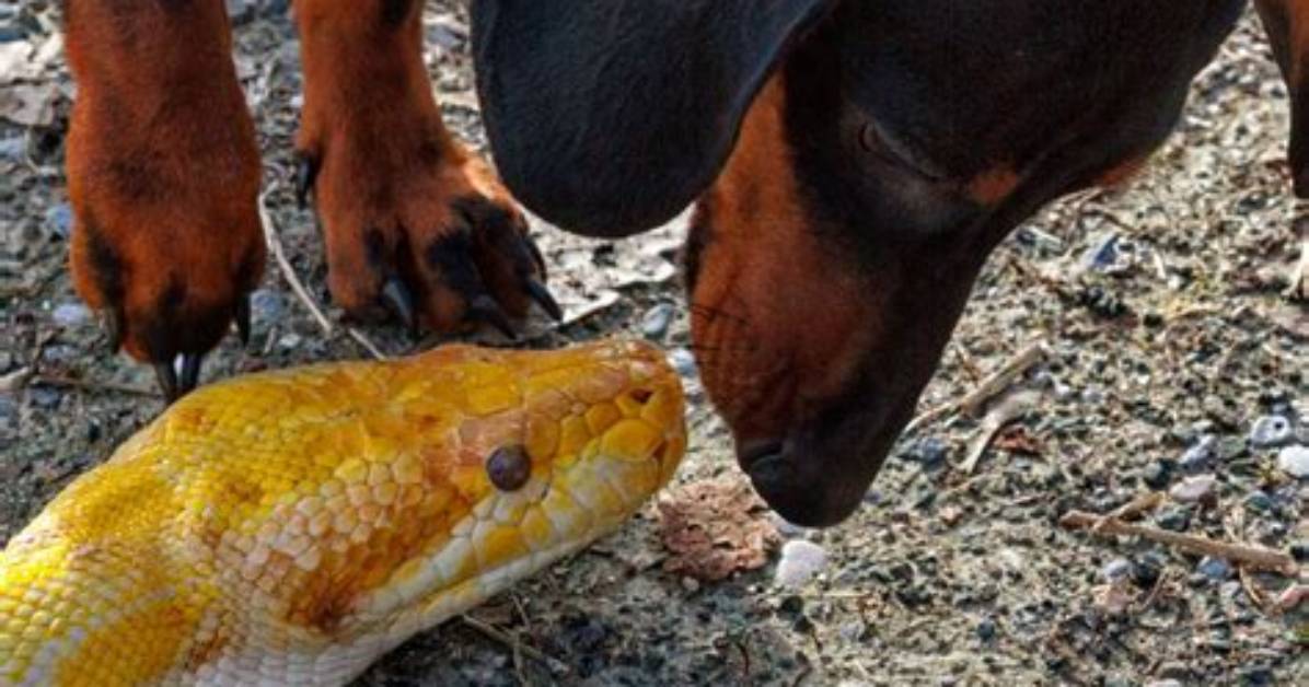 Do Dogs Keep Snakes Away?