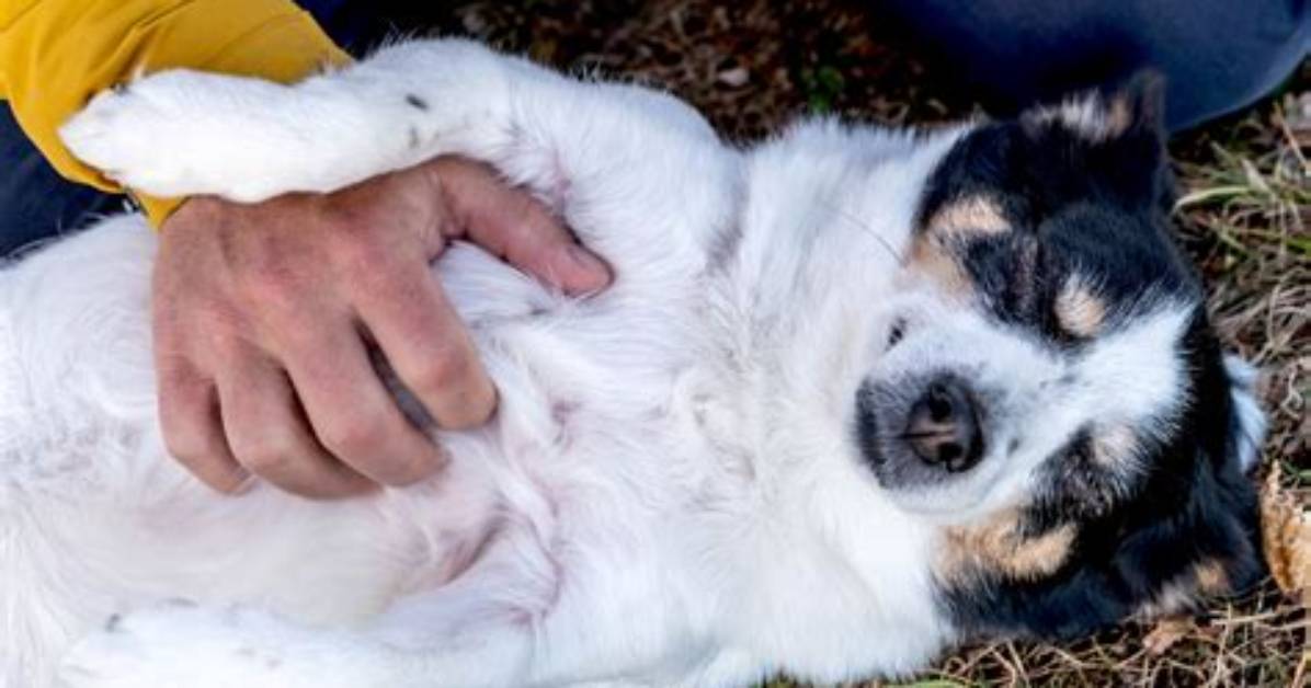 Do Dogs Like Having Their Tummy Rubbed?