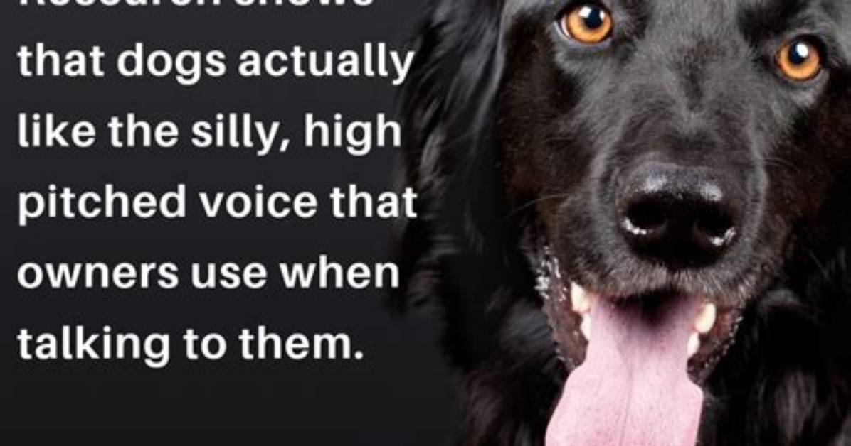 Do Dogs Like High Voices?